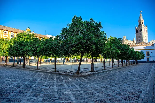 Orange trees in the Patio de Banderas, with the Giralda in the background